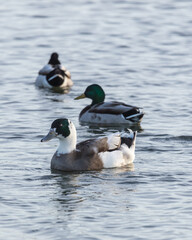 Half Breed ducks, half Mallard, swimming on a pond.