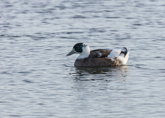 Half Breed ducks, half Mallard, swimming on a pond.