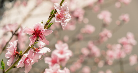 Beautiful spring cherry blossom tree. beauty in nature