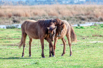 Two young wild horses playing together at the meadow . Foals mustangs 