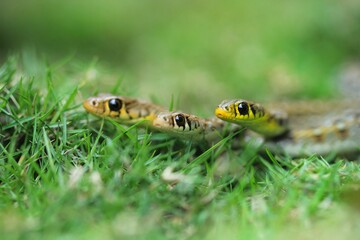 Snakes Babies On Grass