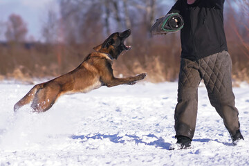 Angry Belgian Shepherd dog Malinois attacking the decoy helper to bite a special soft sleeve during the protection training time outdoors in winter
