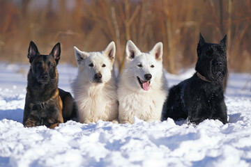 Group of four obedient dogs (two White Swiss Shepherds, Belgian Malinois and black Giant Schnauzer) lying down on a snow in winter