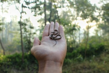 hand holding a Snake