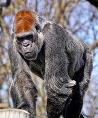 portrait of a gorilla