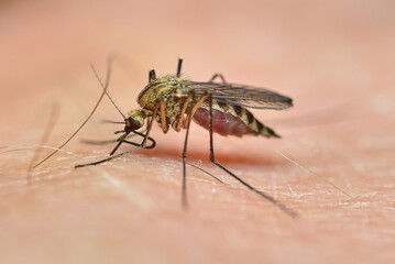 The mosquito sucks blood on human skin. Mosquito season. Close-up. High quality photo