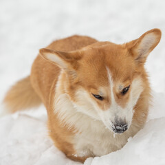 cute welsh corgi plays in snow