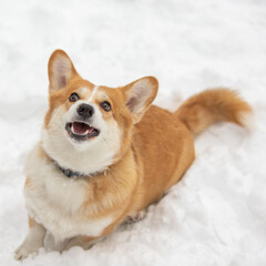 cute welsh corgi plays in snow