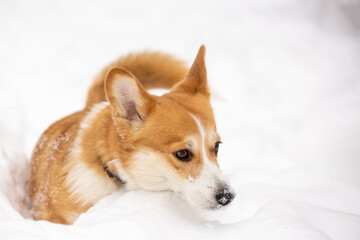 cute welsh corgi plays in snow