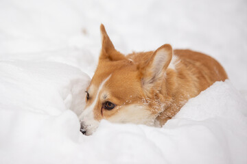 cute welsh corgi plays in snow