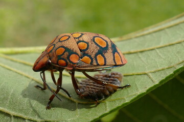 Bug Pachycoris torridus. Scutelleridae is a family of true bugs. Here is a female specimen, orange...