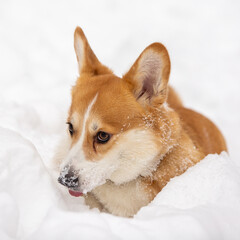 cute welsh corgi plays in snow