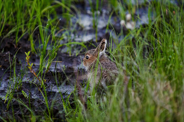 Naklejka na ściany i meble little hare (Lepus timidus). A small wild hare is hiding among the grass in the tundra. Lonely baby animal in the wild. Defenseless bunny. Wildlife of the Arctic. Chukotka, Siberia, Far North Russia.