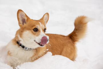 cute welsh corgi plays in snow