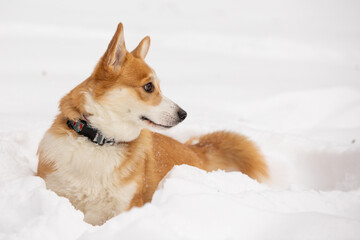 cute welsh corgi plays in snow