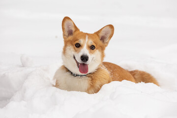 cute welsh corgi plays in snow