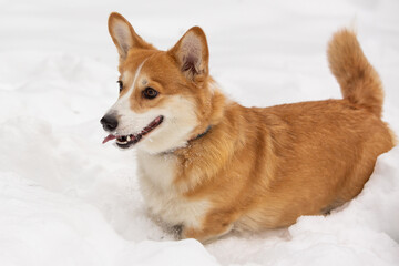 cute welsh corgi plays in snow