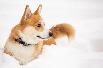 cute welsh corgi plays in snow
