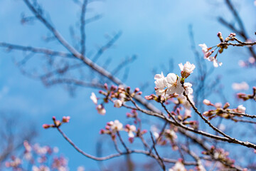 桜
cherry blossom