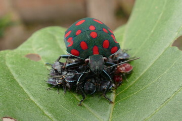 Bug Pachycoris torridus. Scutelleridae is a family of true bugs. Here is a specimen, dark base color, dotted black and red, which protects the children. Near Alter do Chão, state of Pará, Brazil.