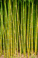 Bamboo Forest ,Green Stems and Leaves.