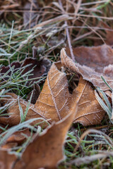 autumn leaves in the frost