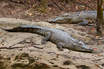 False gharial in a rescue center