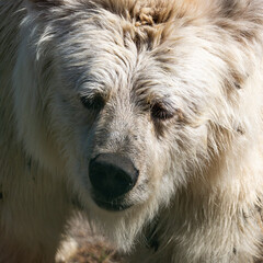 bear in a zoo rehabilitation centre 