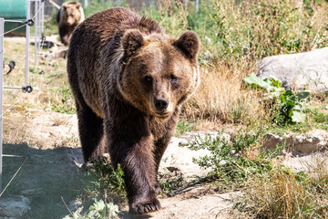 Obraz na płótnie Canvas bear in a zoo rehabilitation centre 