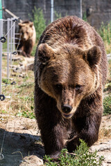 bear in a zoo rehabilitation centre 