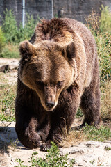 Naklejka na ściany i meble bear in a zoo rehabilitation centre 