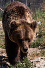 bear in a zoo rehabilitation centre 