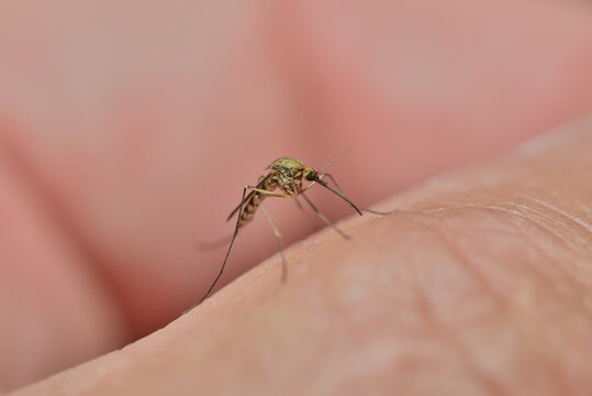 Human bite by molar mosquito on a green background. Leishmaniasis, encephalitis, yellow fever, dengue, Mayaro or Zika virus, infectious parasitic insects. High quality photo