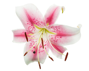 Fototapeta na wymiar Big white-pink flower of lily, isolated on white background