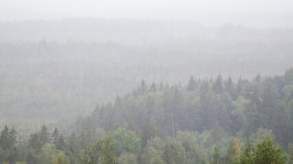 Trees in morning fog, captured from above. 