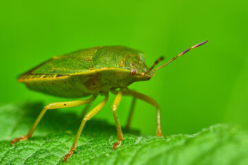 Bedbug on a green leaf in the garden. Photos of tiny insects living in the garden. High quality photo