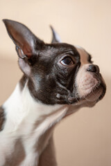 young Boston terrier puppy at home