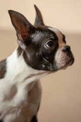 young Boston terrier puppy at home