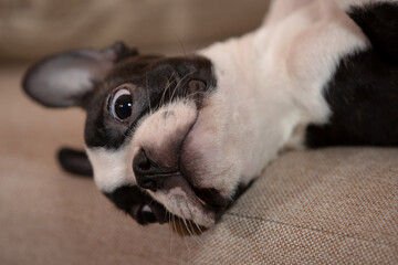 young Boston terrier puppy at home