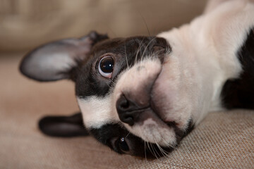 young Boston terrier puppy at home