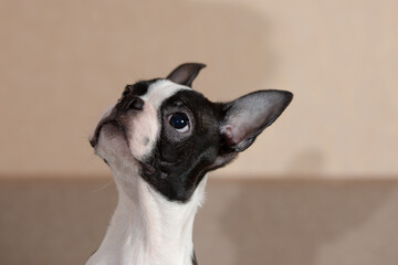 young Boston terrier puppy at home