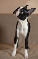 young Boston terrier puppy at home