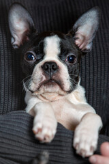 young Boston terrier puppy at home