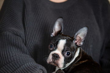 young Boston terrier puppy at home