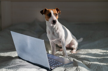 Smart dog jack russell terrier lies on the bed by the laptop.