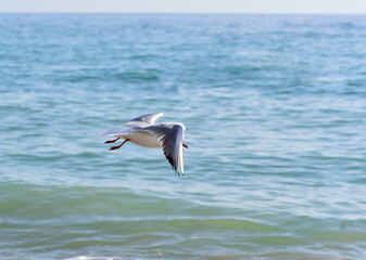 Fototapeta na wymiar At sea, light excitement and the seagull, laying a bend, selects the moment for landing
