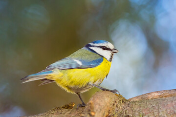 Blue tit, close-up, small beautiful bird