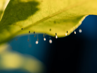 Leaf with insect eggs