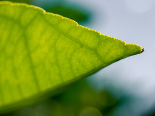 Fresh green leaf