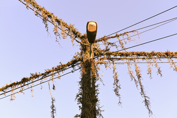 poteau electrique eclairage public vegetation vert environnement energie